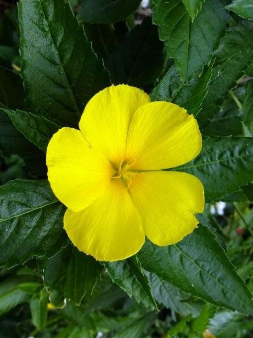 Damiana