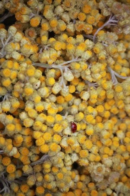 Hélicryse (Immortelle) 